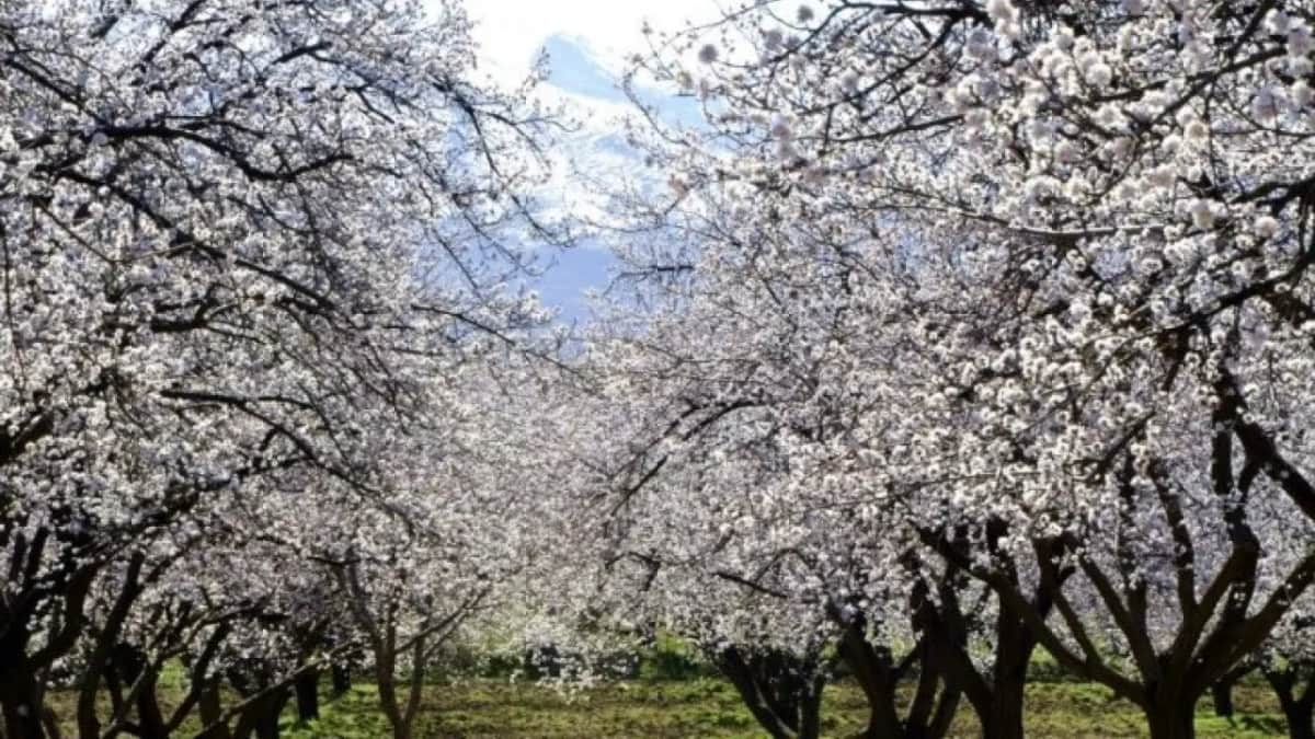 Malatya Kayısısı İçin Kritik Uyarı