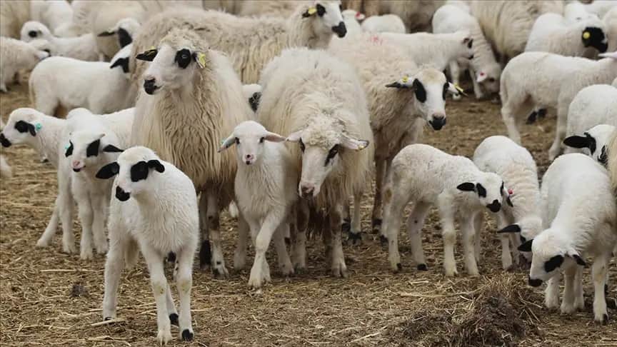 Malatya’da 100 Küçükbaş Hayvan Desteği Başladı: Başvurular Açıldı