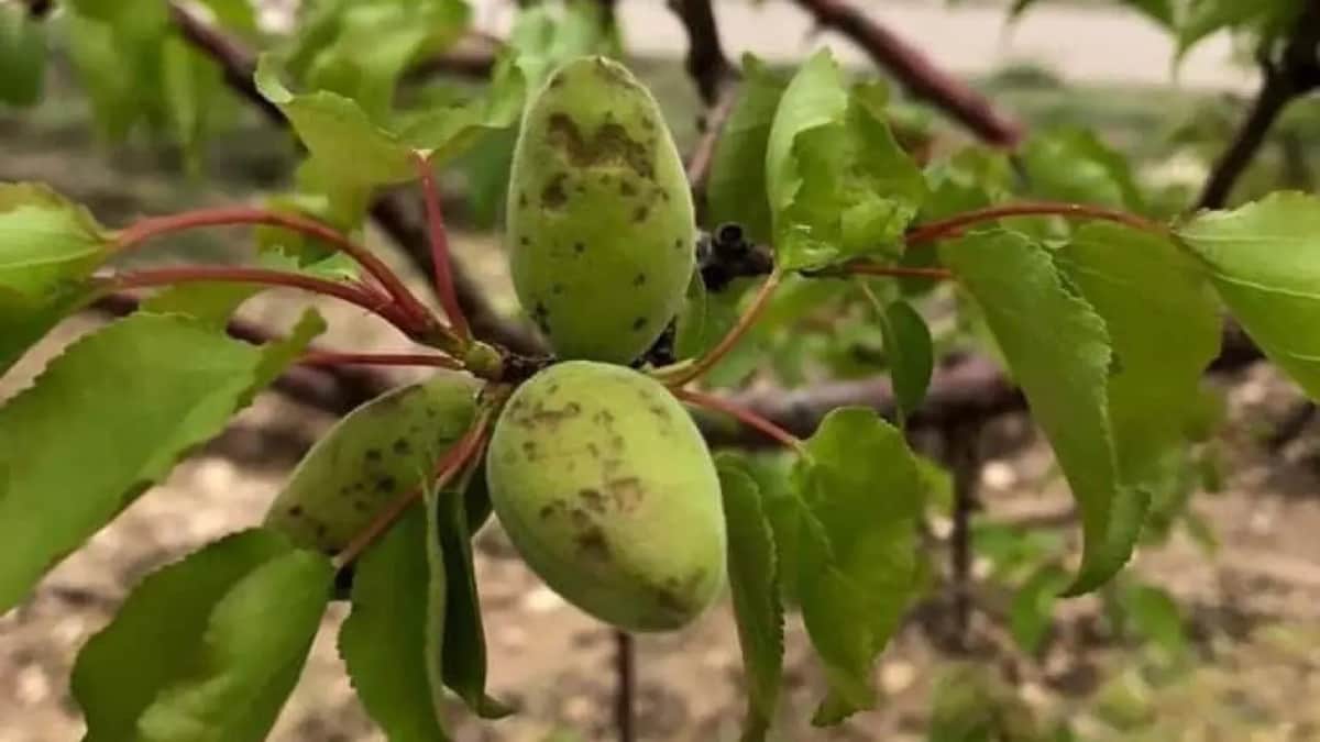 Malatya’da Dolu Alarmı Kayısı Bahçeleri Zarar Gördü Hasar Tespiti Başladı