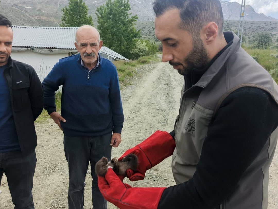 Doğanşehir’de Annesini Kaybeden Yavru Sansar Koruma Altına Alındı