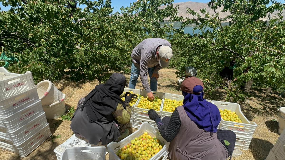 Kayısıda Hasat Sevinci: İlk Ürünler Avrupa Yolunda