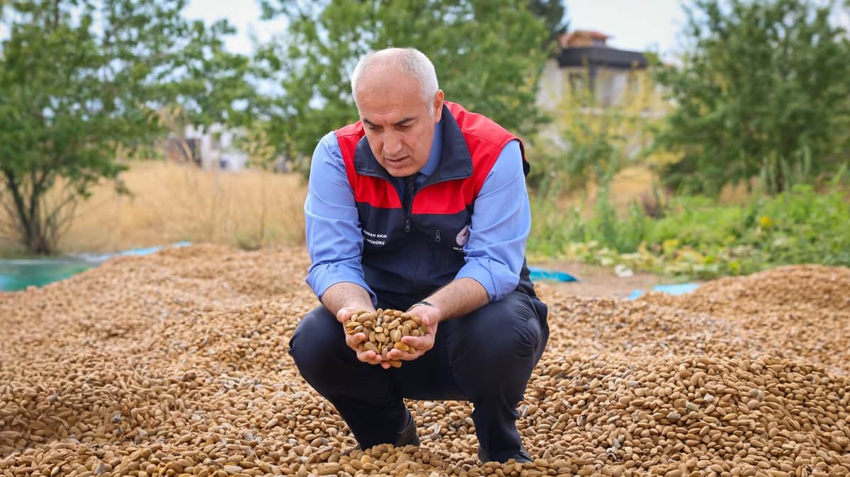 Kayısının Başkentinde Alternatif Ürün Hamlesi: Badem Hasadı Başladı