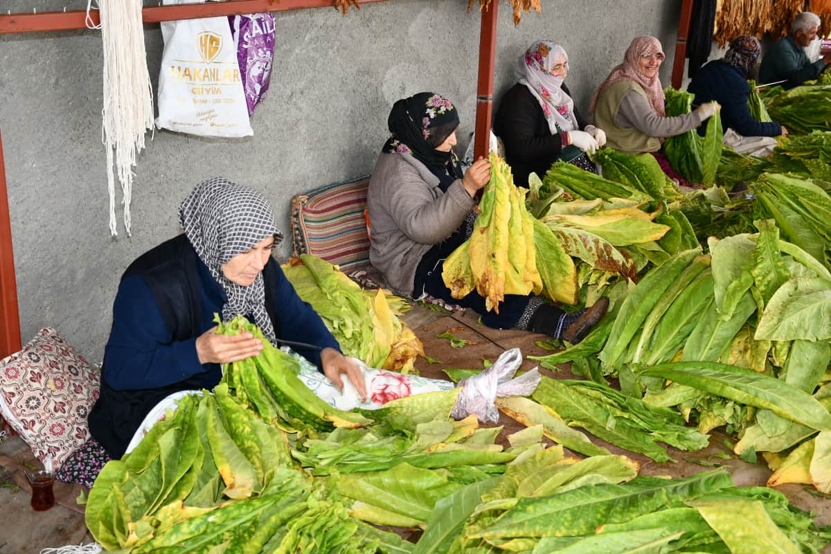 Kurucaova’da Tütün Üreticisinin Feryadı: “Emeğimizin Karşılığını İstiyoruz”