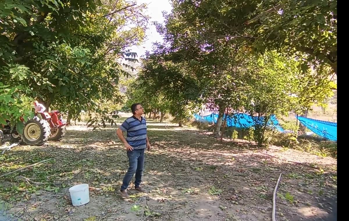 Darende’de Baba Mirası Ceviz Ağaçlarından 2 Ton Hasat Beklentisi