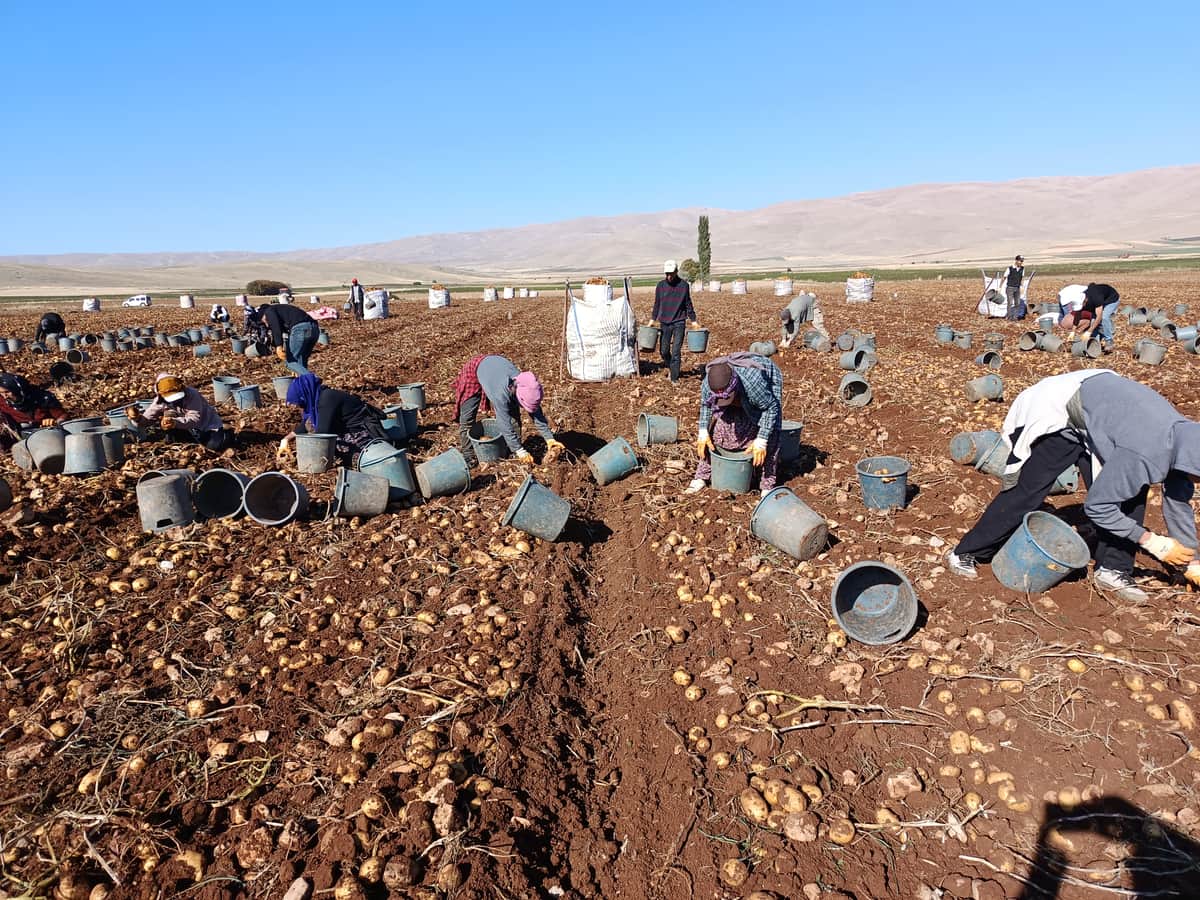 Darende’de Patates Bereketi: 20 Bin Ton Rekolte Bekleniyor