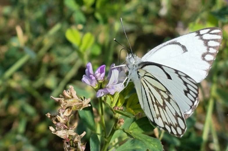 Malatya’da Nadir Görülen Kelebek Yeniden Ortaya Çıktı