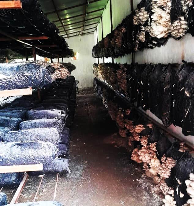 Malatya’da Mantar Üretim Tesisleri Mercek Altında: Hastalık ve Zararlıya Rastlanmadı