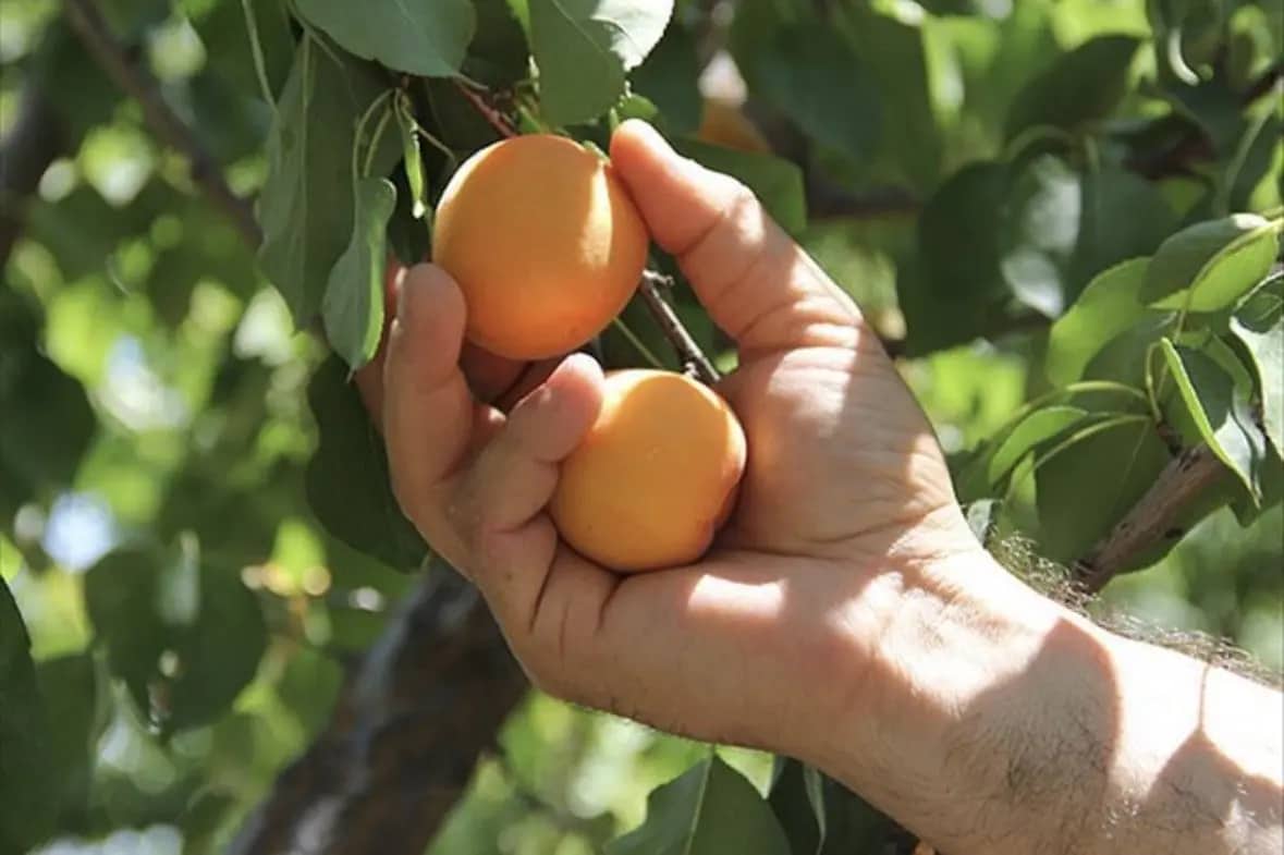 Dünya Bu Şehre Bağımlı Malatya Kayısısı Küresel Pazarı Ele Geçirdi