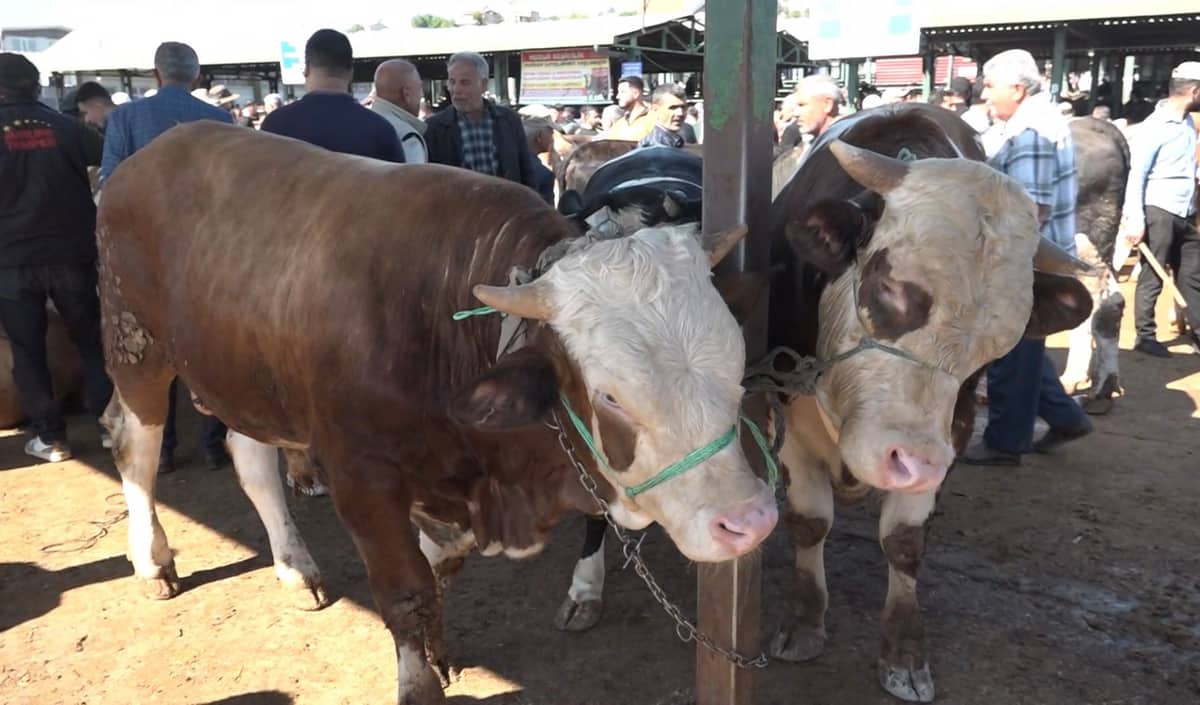 Malatya’da Kurban Pazarı Hareketli, Satışlar Durgun