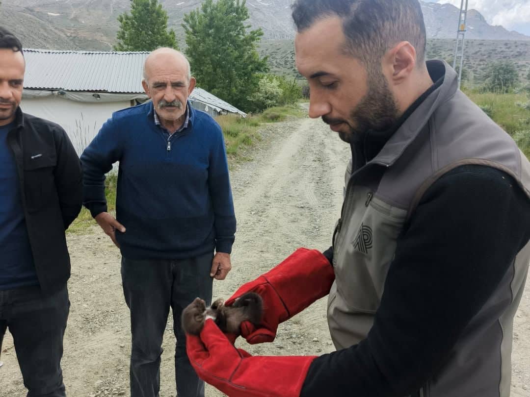 Doğanşehir’de Annesini Kaybeden Yavru Sansar Koruma Altına Alındı