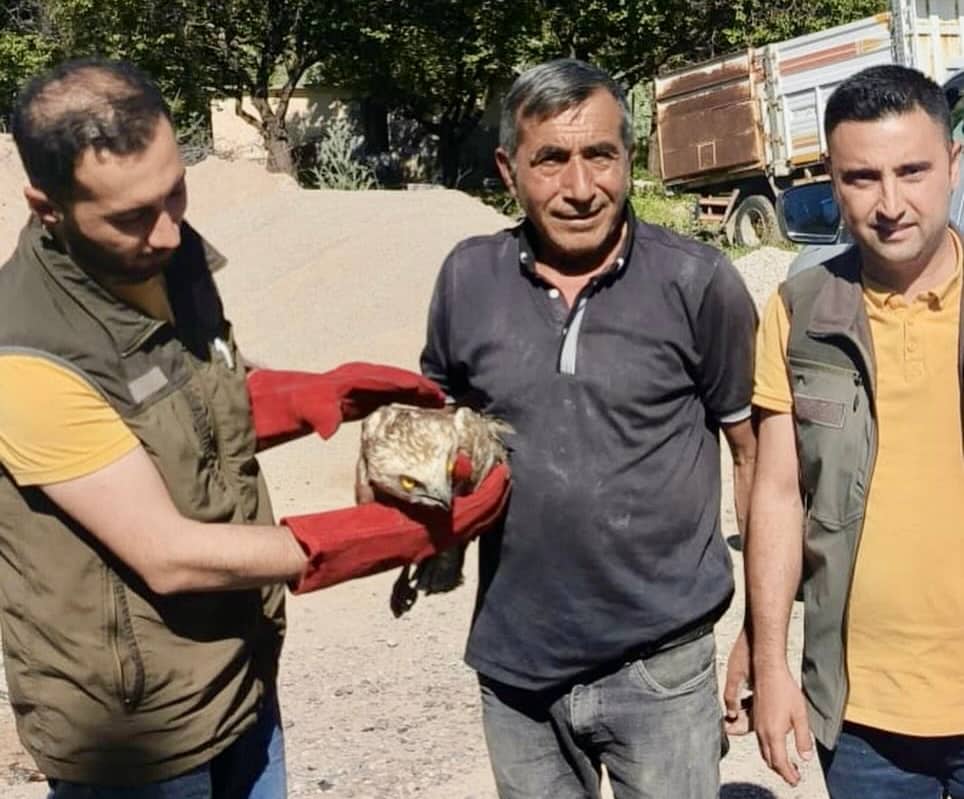 Yaralı Yılan Kartalı Tedavi Altına Alındı