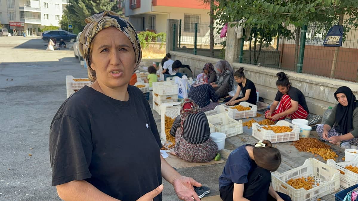 Kayısının Görünmeyen Emeği Ceza Korkusuyla Karşı Karşıya