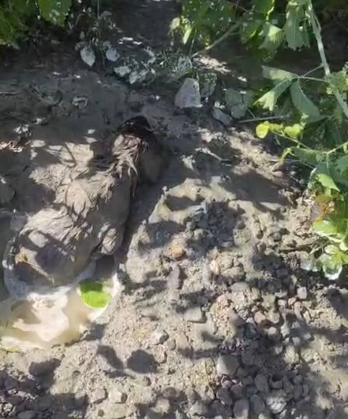 İhmalin Bedelini Bir Can Ödüyordu! İtfaiye Son Anda Yetişti