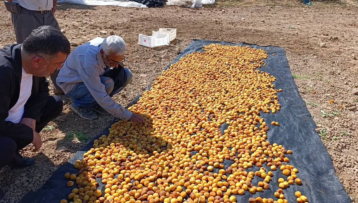 Milletvekili Ağbaba Sel Bölgesinde: “Yaklaşık 200 Tonluk Zarar Var”