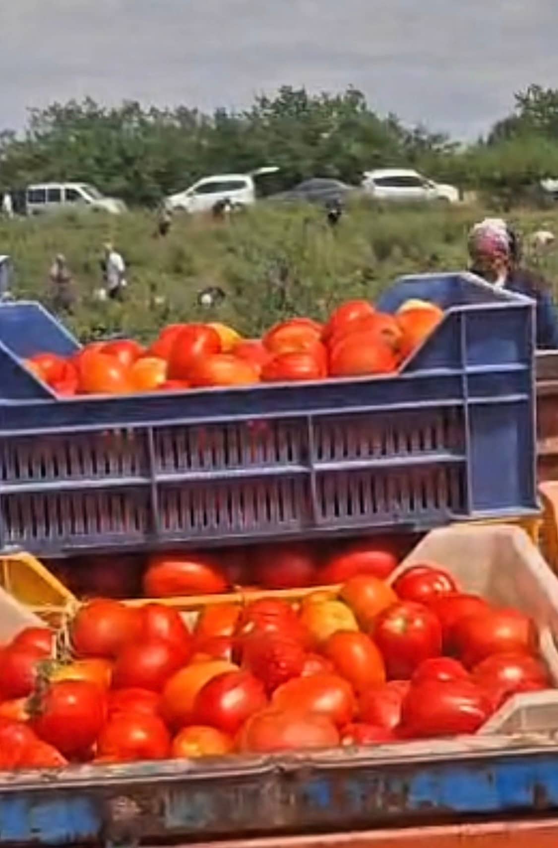 Domates Tarlada Kaldı, Üretici Ücretsiz Dağıttı