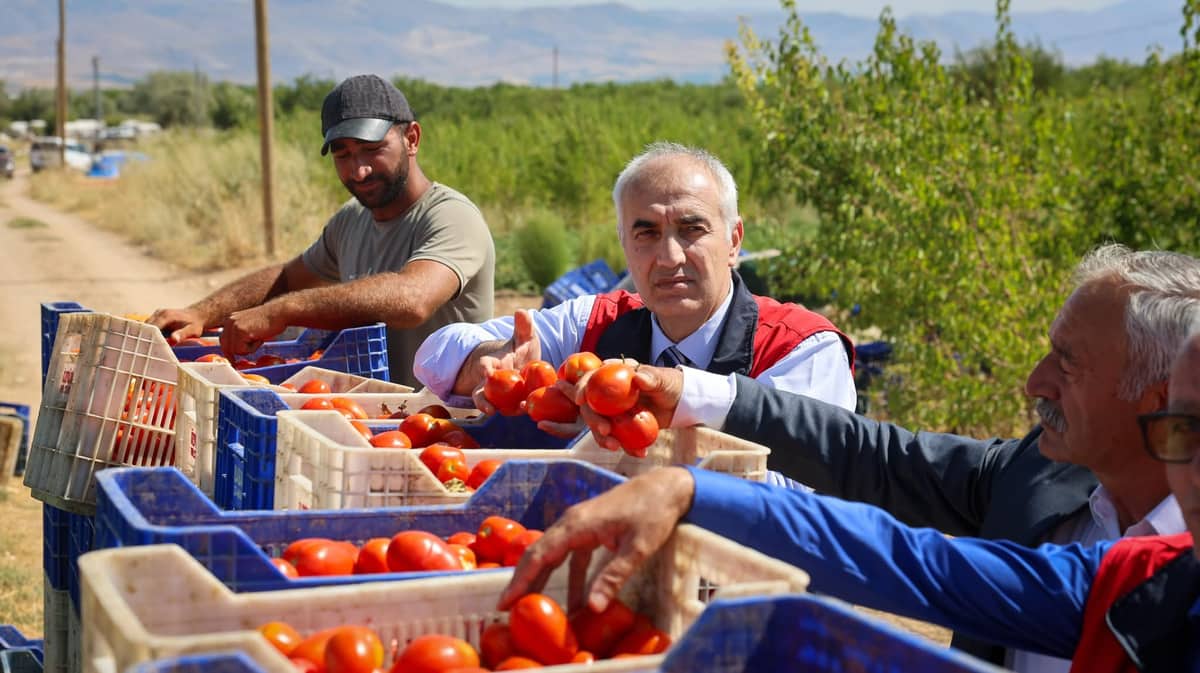350 Dekarda Üretiliyor, 50 Dekarda Kurutuluyor