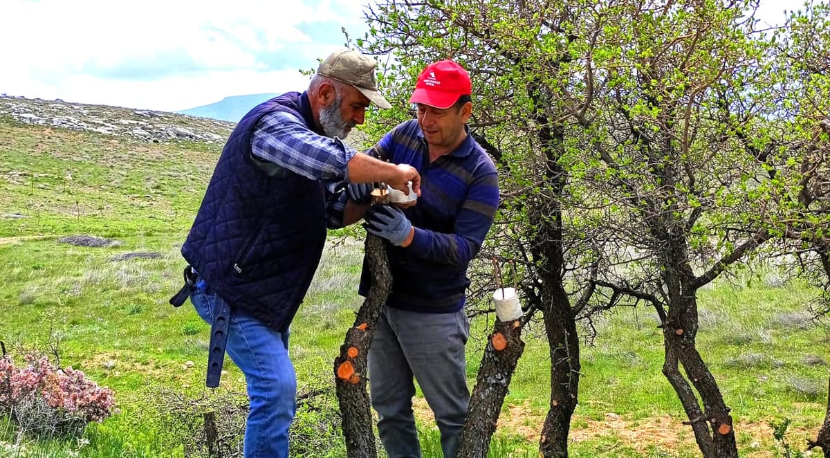 Yaban Ağaçları Aşıyla Meyveye Dönüştürülüyor
