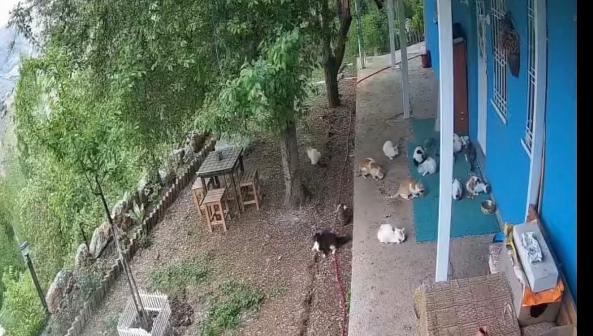 Depremin Panik Anları Kamerada: Kediler de Kaçtı, Öğrenciler de
